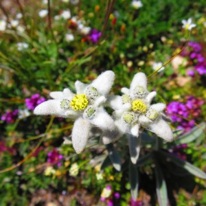 エーデルワイス｜花｜アルプス｜スイス｜世界遺産｜スイス旅行＠ブループラネットツアー